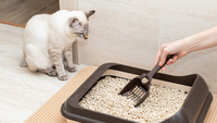 //iqrorwxhppnolm5m.ldycdn.com/cloud/lmBpiKrollSRmkjppmkijq/Huida-Packing-cat-litter.jpg